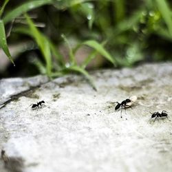 Close-up of ant on leaf