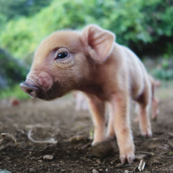 Close-up portrait of piglet on field
