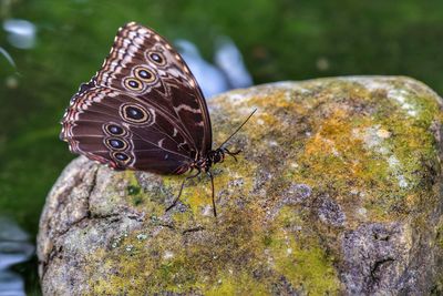 Close-up of butterfly on rock