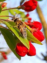 Close-up of insect pollinating on flower