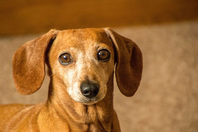 Close-up portrait of dog at home