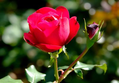 Close-up of pink rose