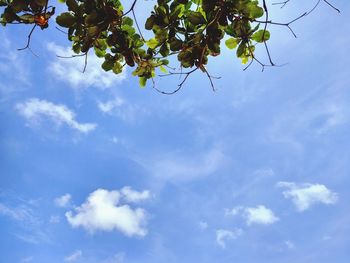 Low angle view of tree against sky