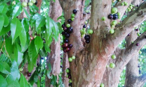 Close-up of leaves on tree trunk