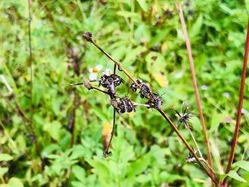 Close-up of wilted plant