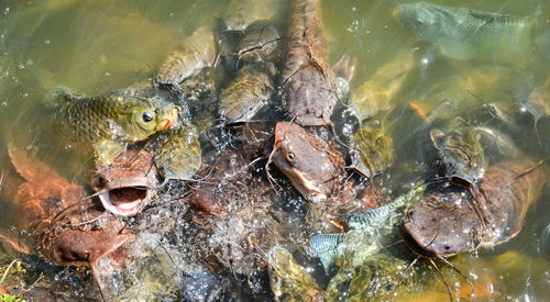 High angle view of fish swimming in lake