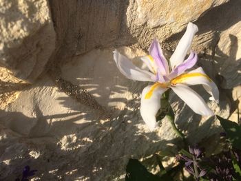 High angle view of purple flowering plant