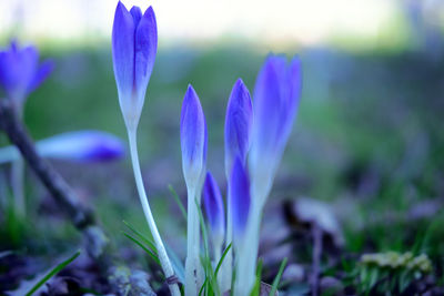 Close-up of purple crocus blooming on field