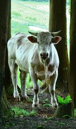 Portrait of cow standing on tree trunk