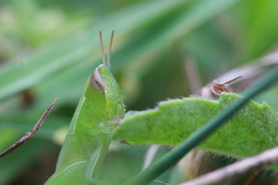 Close-up of insect on leaf