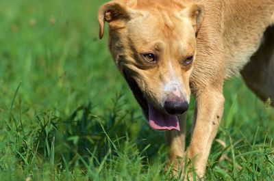 Portrait of dog on field
