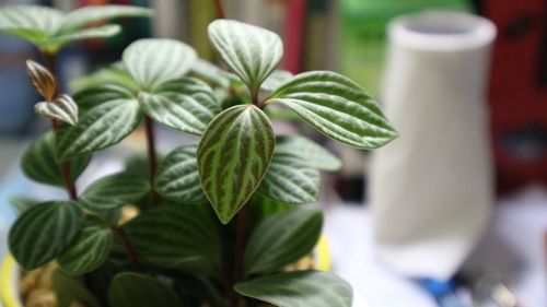 Close-up of plant