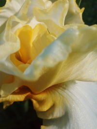 Full frame shot of yellow flower