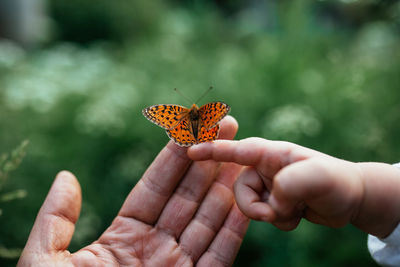 Close-up of butterfly on hand