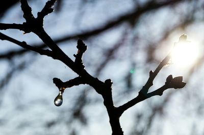 Low angle view of branches against sky