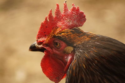 Close-up of rooster