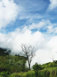 Lonely trees in cloudy 