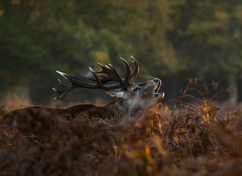 Deer standing on field during sunset