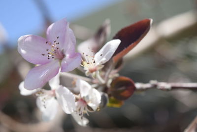 Close-up of flowers blooming outdoors