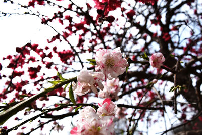 Low angle view of cherry blossoms in spring