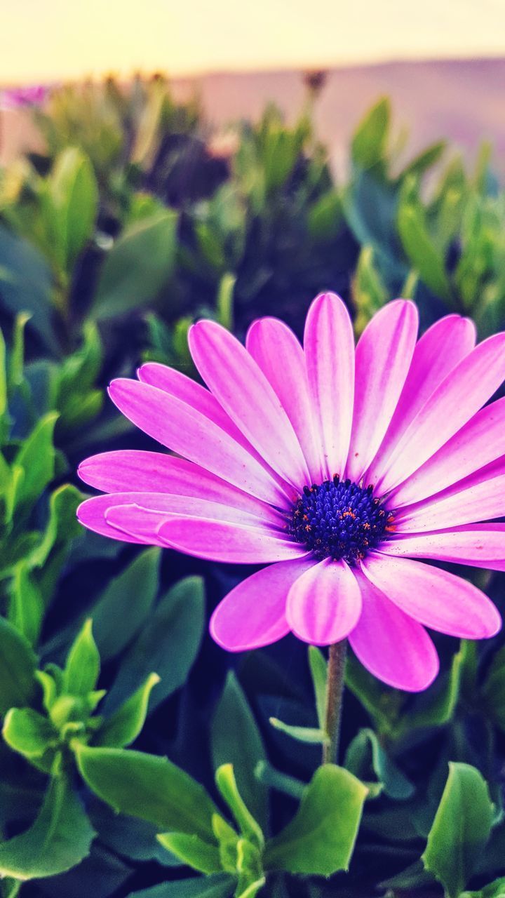 CLOSE-UP OF PINK DAISY FLOWER