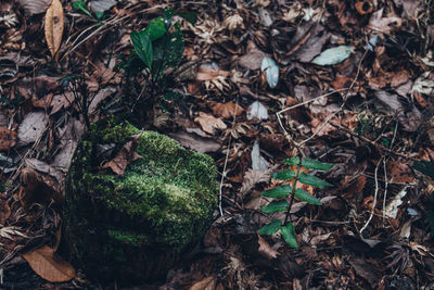 High angle view of dry leaves on field