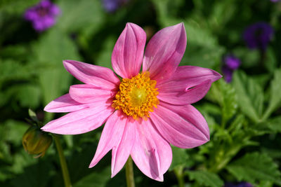 Close-up of cosmos flower blooming outdoors