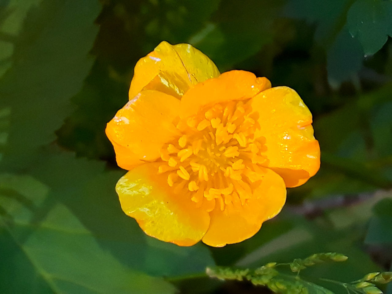 CLOSE-UP OF WATER DROPS ON YELLOW ROSE FLOWER