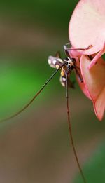 Close-up of insect on flower