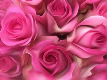 Close-up of pink rose