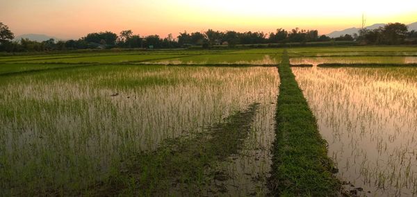 Scenic view of field against sky during sunset