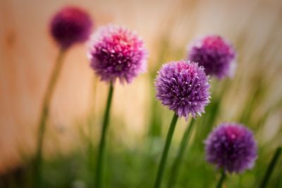 Close-up of pink flowers