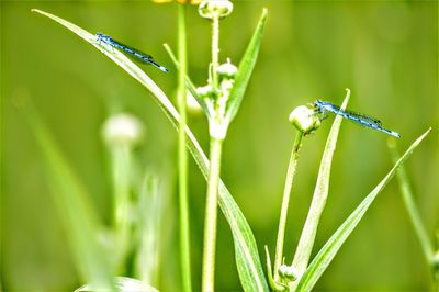 Close-up of insect on grass