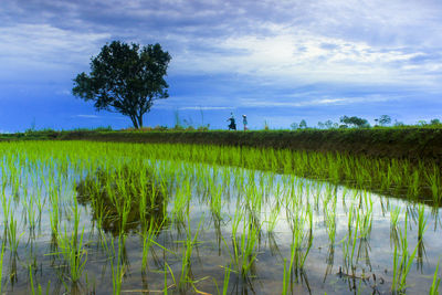 Scenic view of corn field against sky