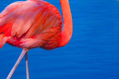 Close-up of flamingo