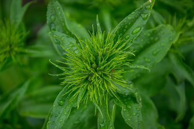 Close-up of wet plant