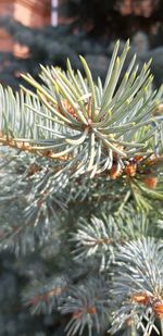 Close-up of pine tree