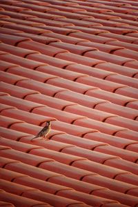 High angle view of a bird