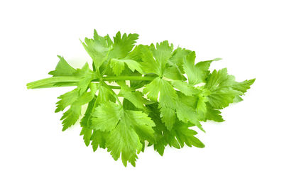 Close-up of fresh green leaves against white background