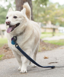 Happy white dog walking on a leash