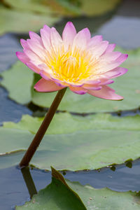 Close-up of water lily in lake