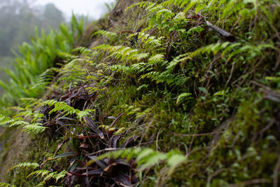 Close-up of moss growing on field