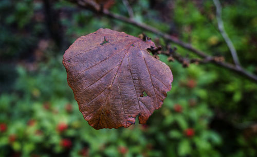 Close-up of dried leaf against blurred background