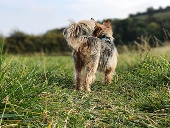 Dog standing on field against sky