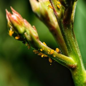 Close-up of succulent plant