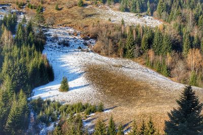 High angle view of pine trees in forest