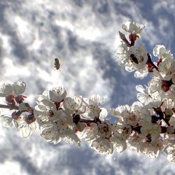 Close-up of white flowers on tree against sky