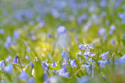 Close-up of purple flowering plant on field