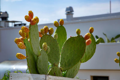 Close-up of plant