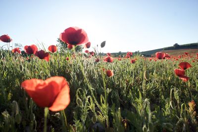 Red poppies blooming on field against clear sky